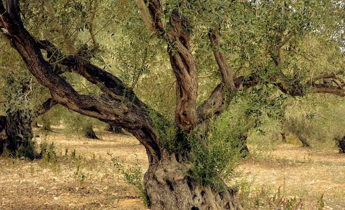 Immagine selezionata